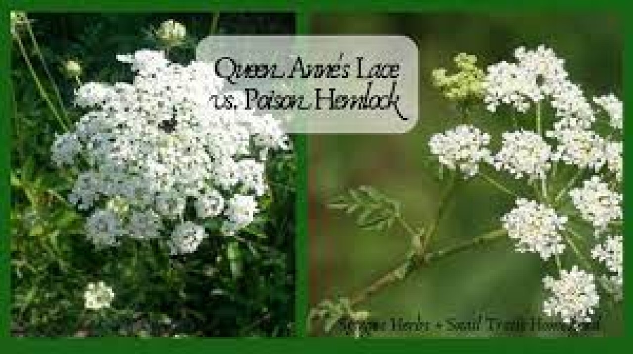 How to Tell the Difference Between Poison Hemlock and Queen Anne's Lace